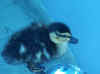 rescuedMallard_duckling-Echo.jpg (54987 bytes)